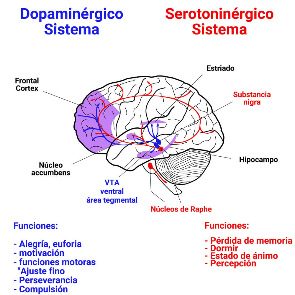 Representación de la serotonina y la dopamina en el cerebro