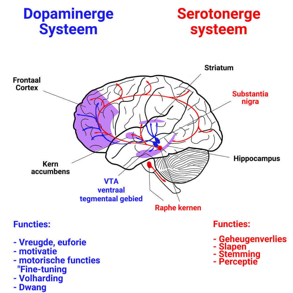 Serotonine en dopamine vertegenwoordiging in de hersenen