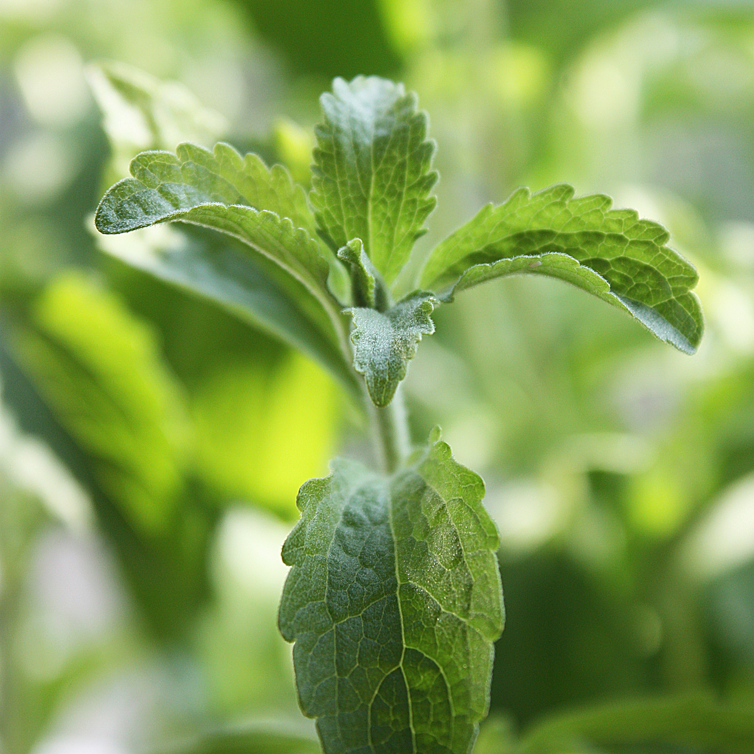 Stevia Group - The Stevia plant as the basis for our sweeteners.