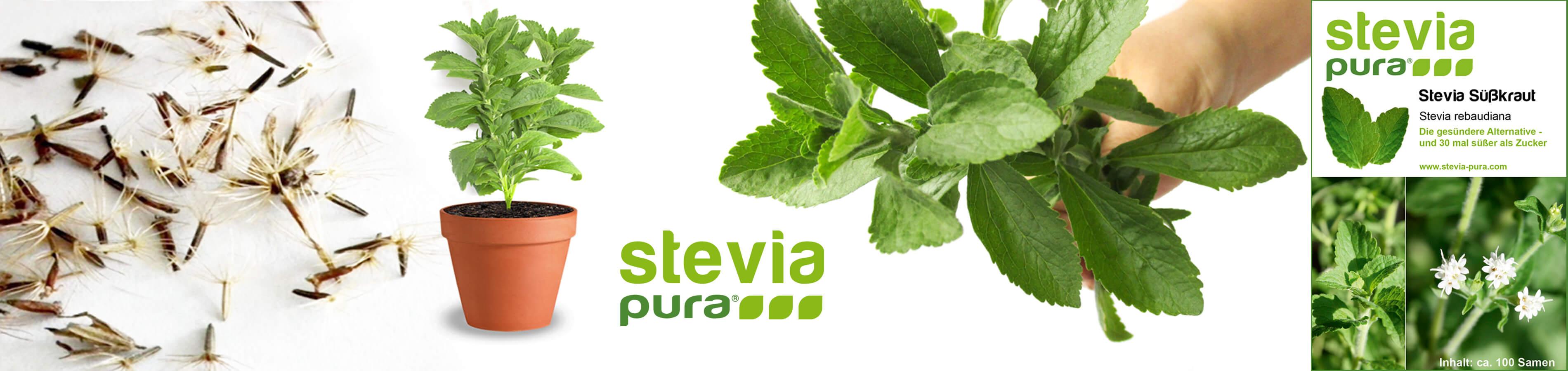 Stevia seeds Stevia rebaudiana Sweet herb sweetleaf Honey...