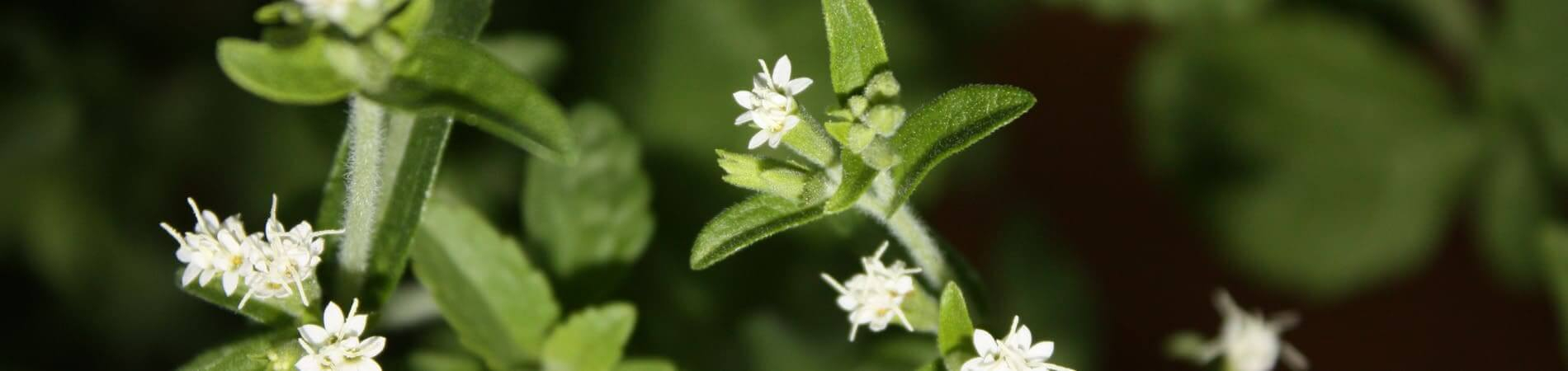 Cos'è la Stevia - Fiore della pianta Stevia -...
