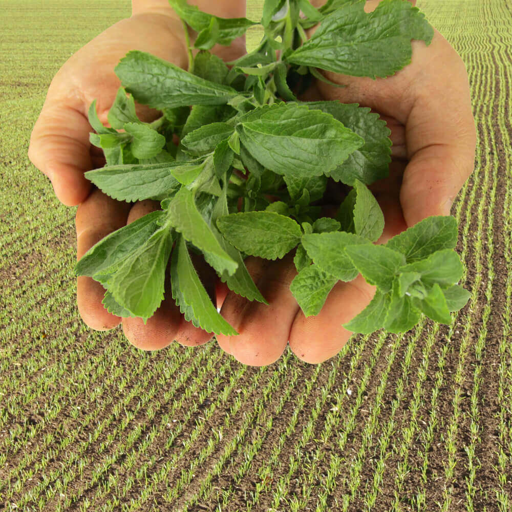 O que é Stevia? Folhas de Stevia e plantação de Stevia