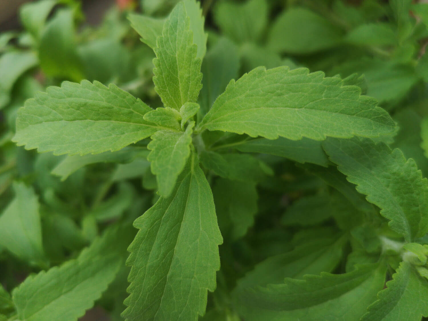 Stevia Plant | What is Stevia - Information about Stevia