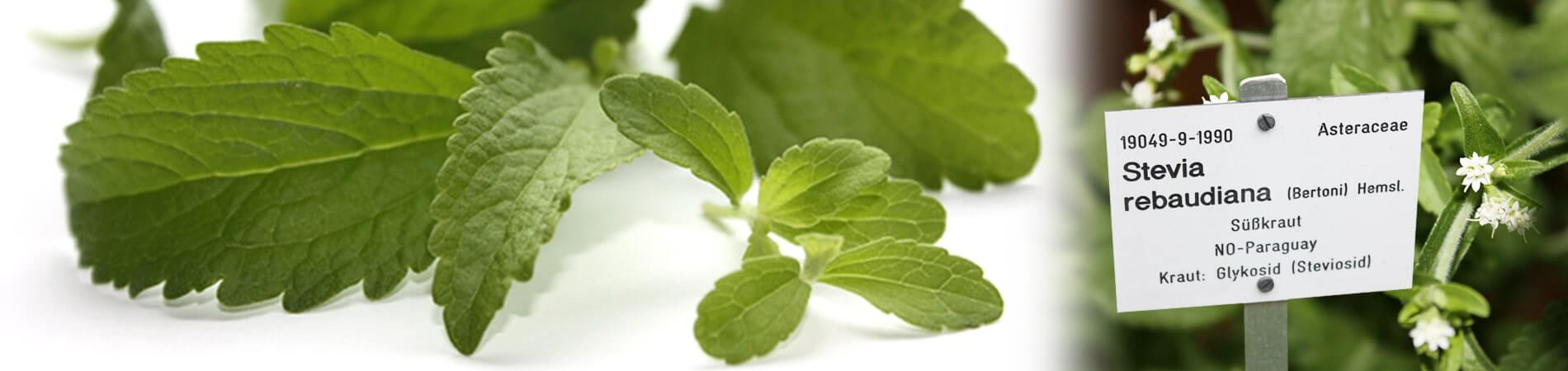 A planta Stevia | Stevia rebaudiana Steviapura