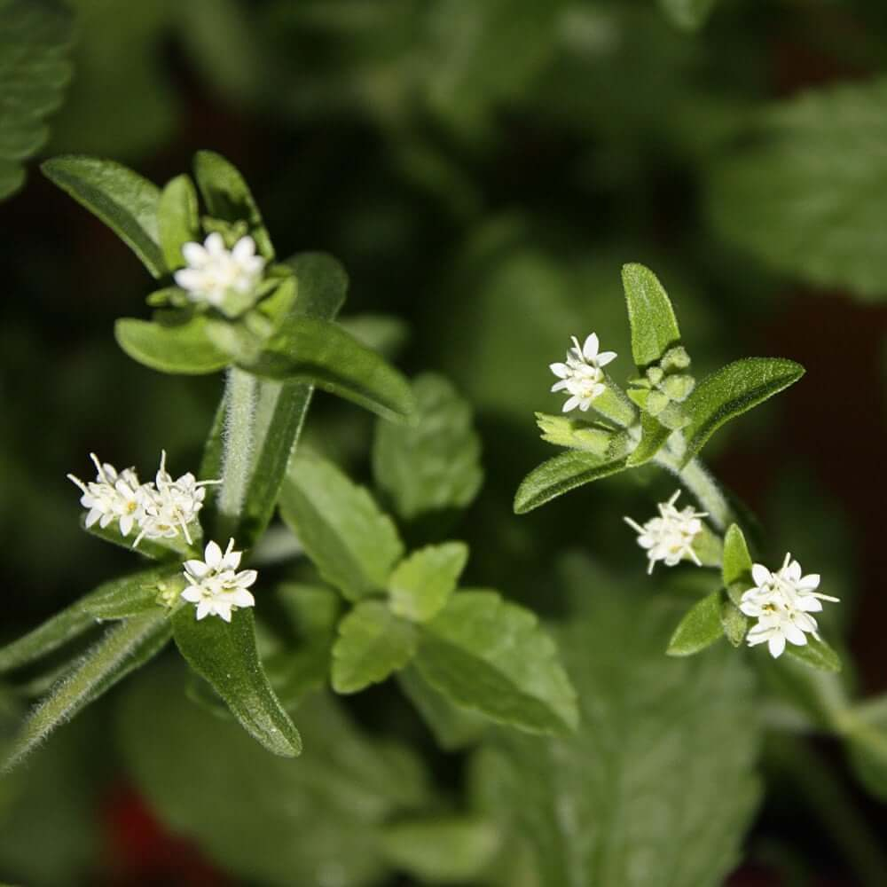 The Stevia flower of the Stevia plant