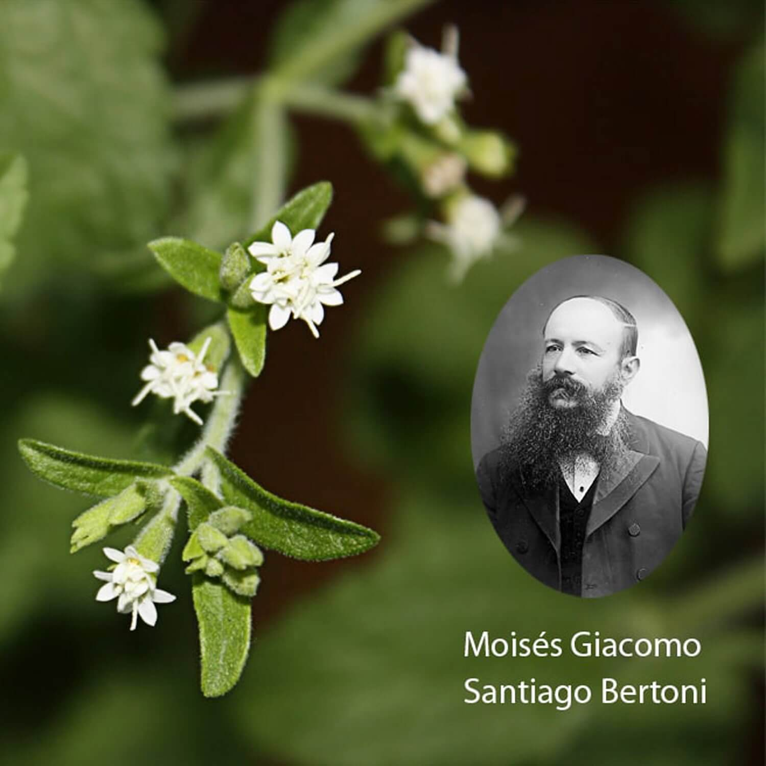 O botânico Moises Bertoni e flores da planta Stevia rebaudiana Steviapura