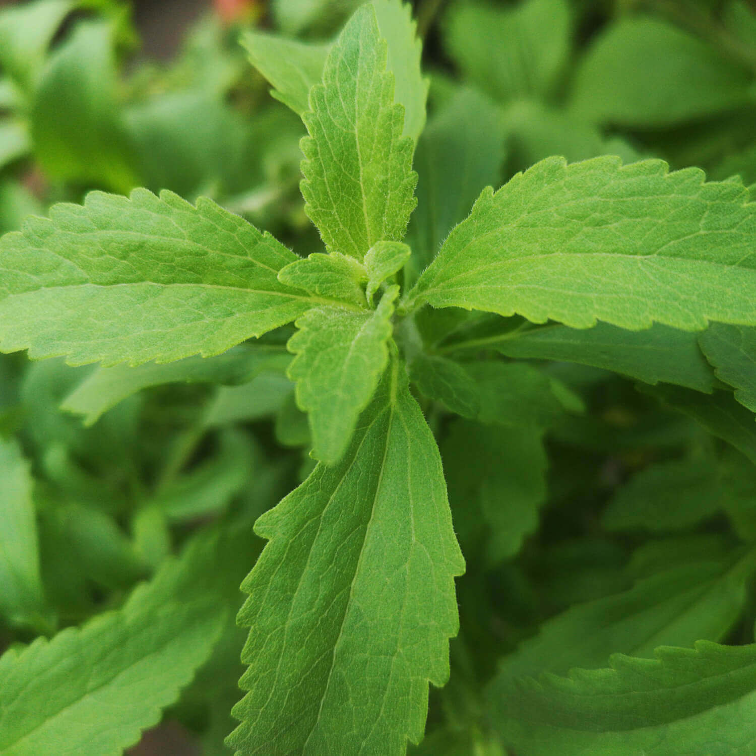 Le foglie della pianta Stevia | Stevia rebaudiana steviapura