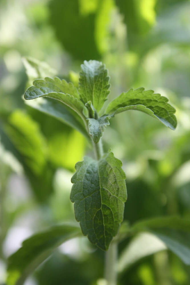 Die kräftigen Blätter der Stevia Pflanze Stevia rebaudiana steviapura