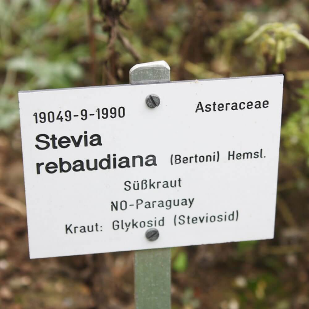 The origin of the Stevia rebaudiana plant is in the South American state of Paraguay.