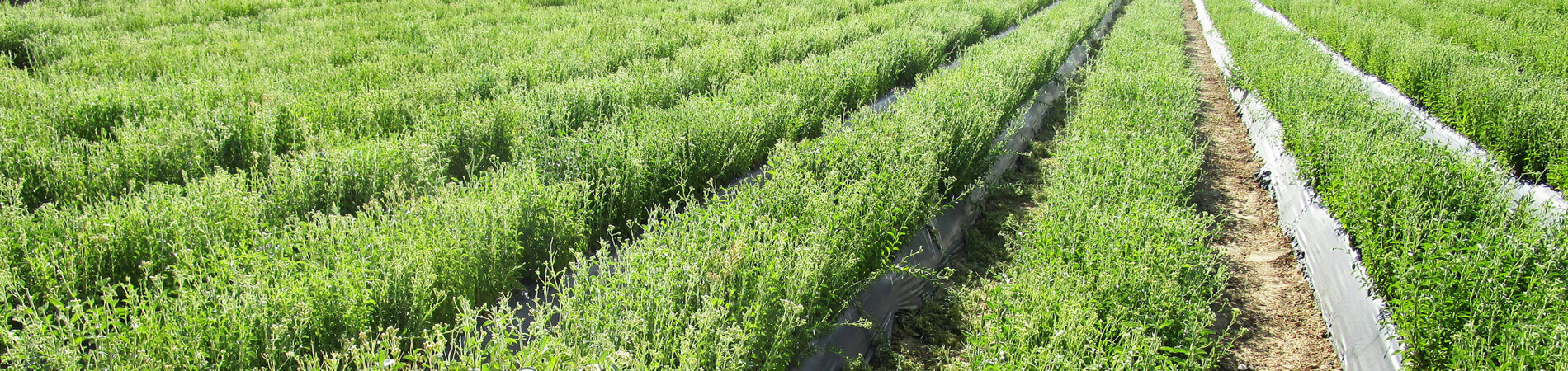 Piantagione di campi di coltivazione della Stevia in...