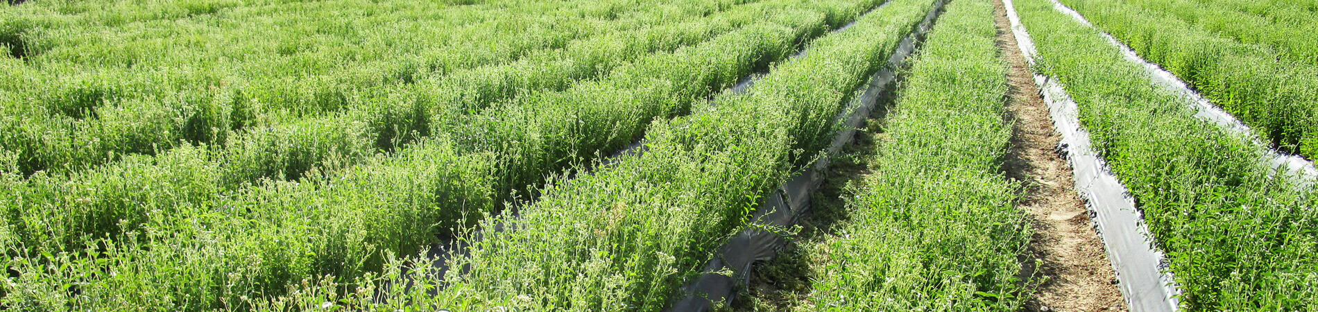 Plantación de campo de cultivo de Stevia en Portugal...