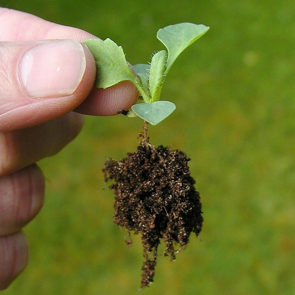 A young Stevia plant