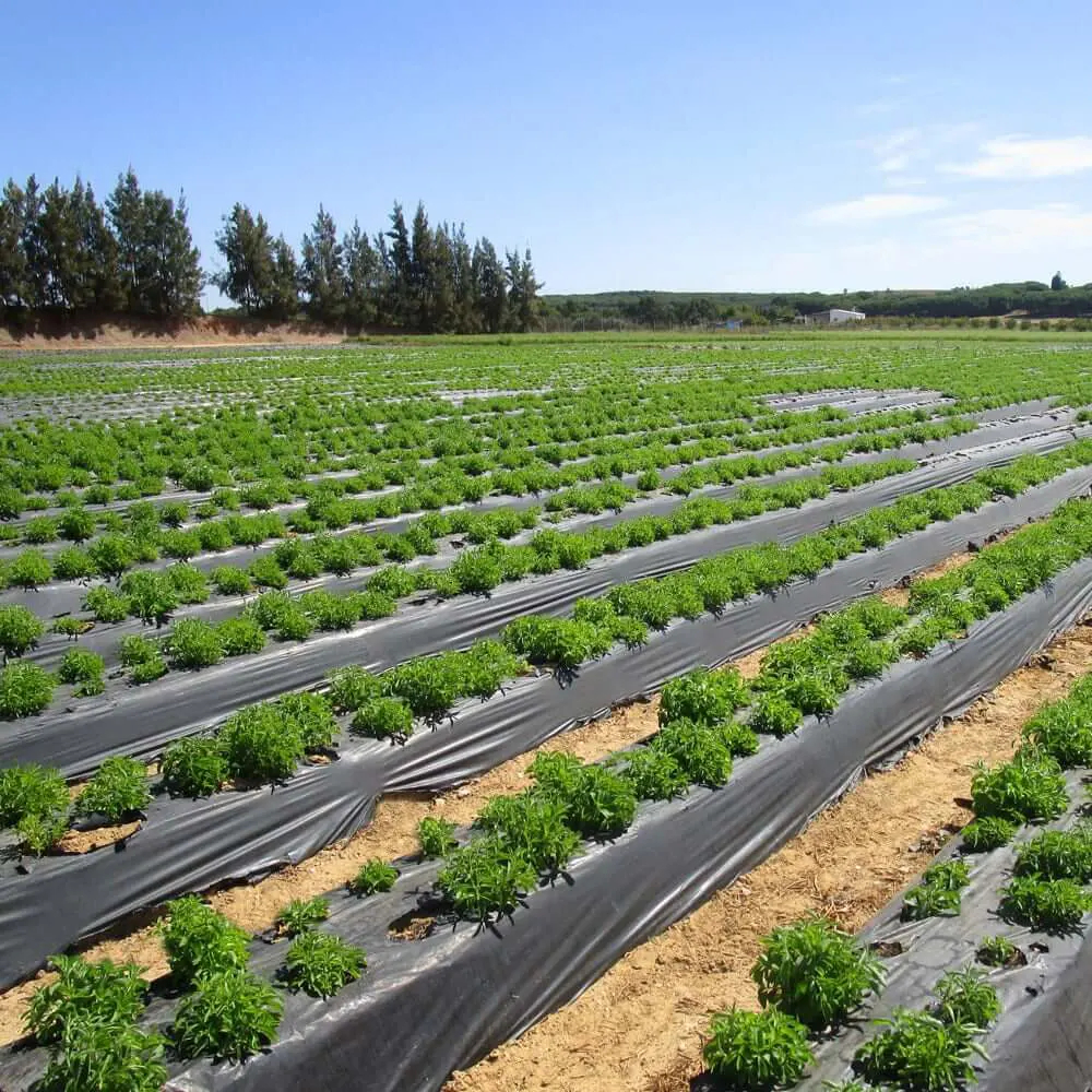 Stevia plantation with young Stevia plants