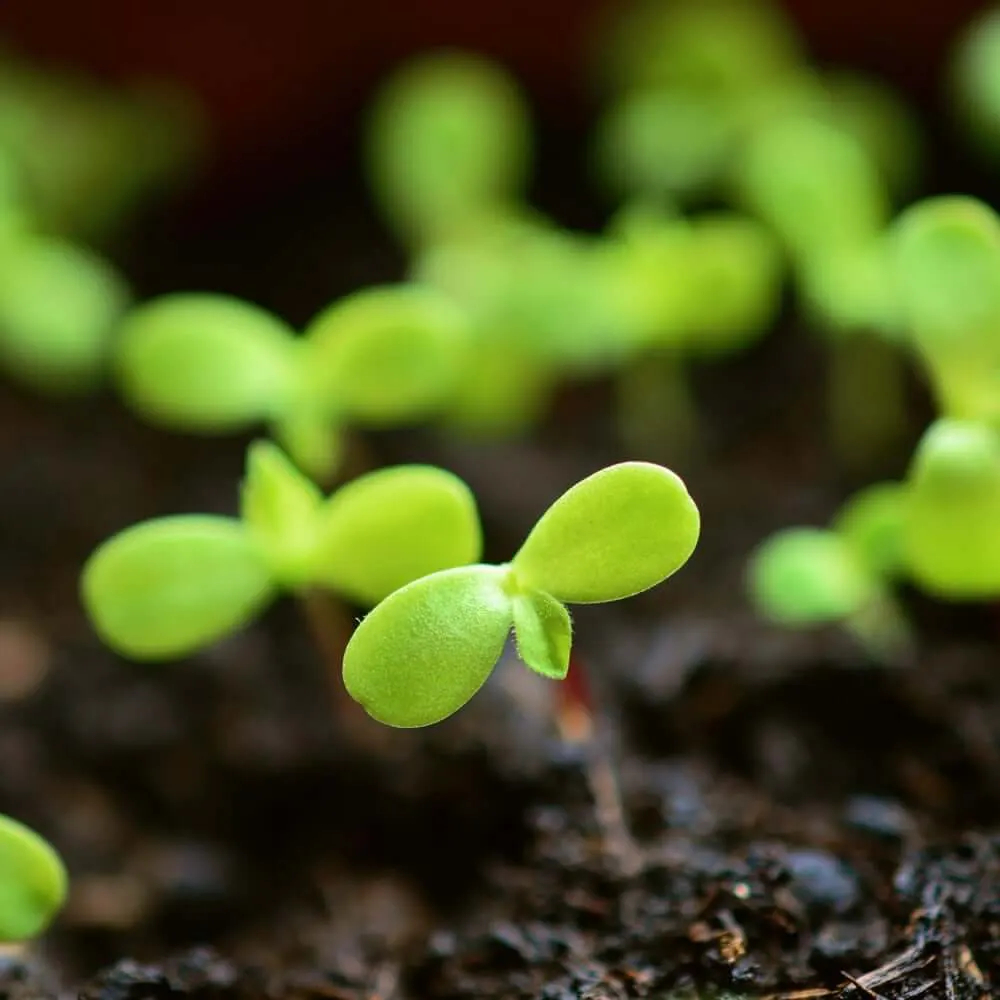 Stevia rebaudiana seedlings