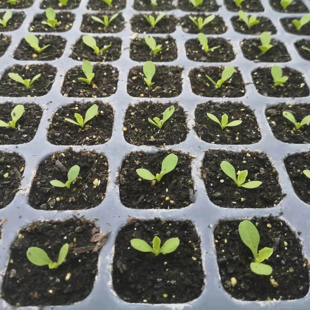 Stevia seedlings in growing pots