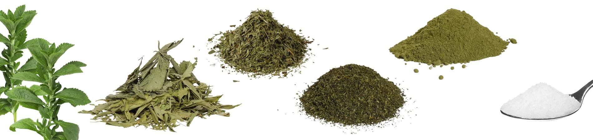 ¿Cuáles son los ingredientes de la planta de Stevia?