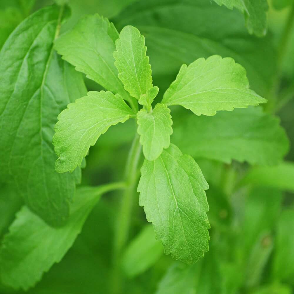 As folhas da planta Stevia