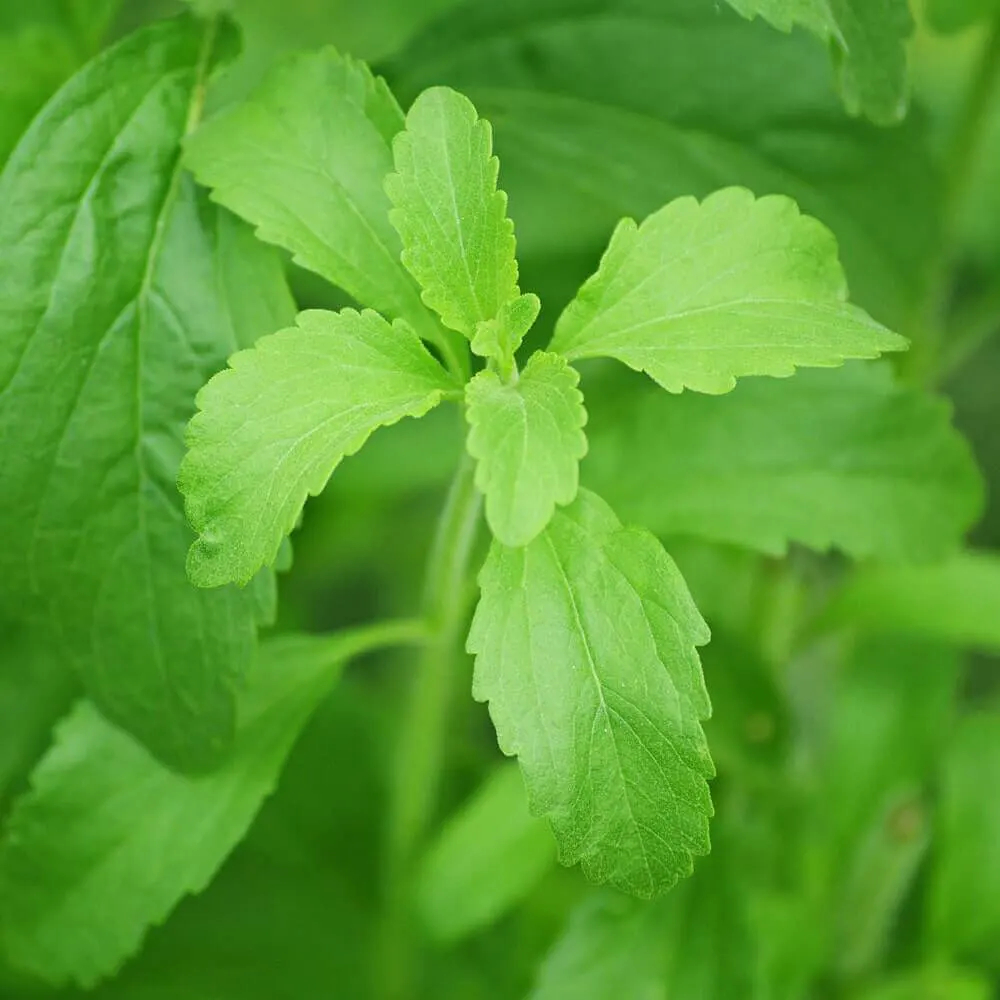 Le foglie della pianta di Stevia