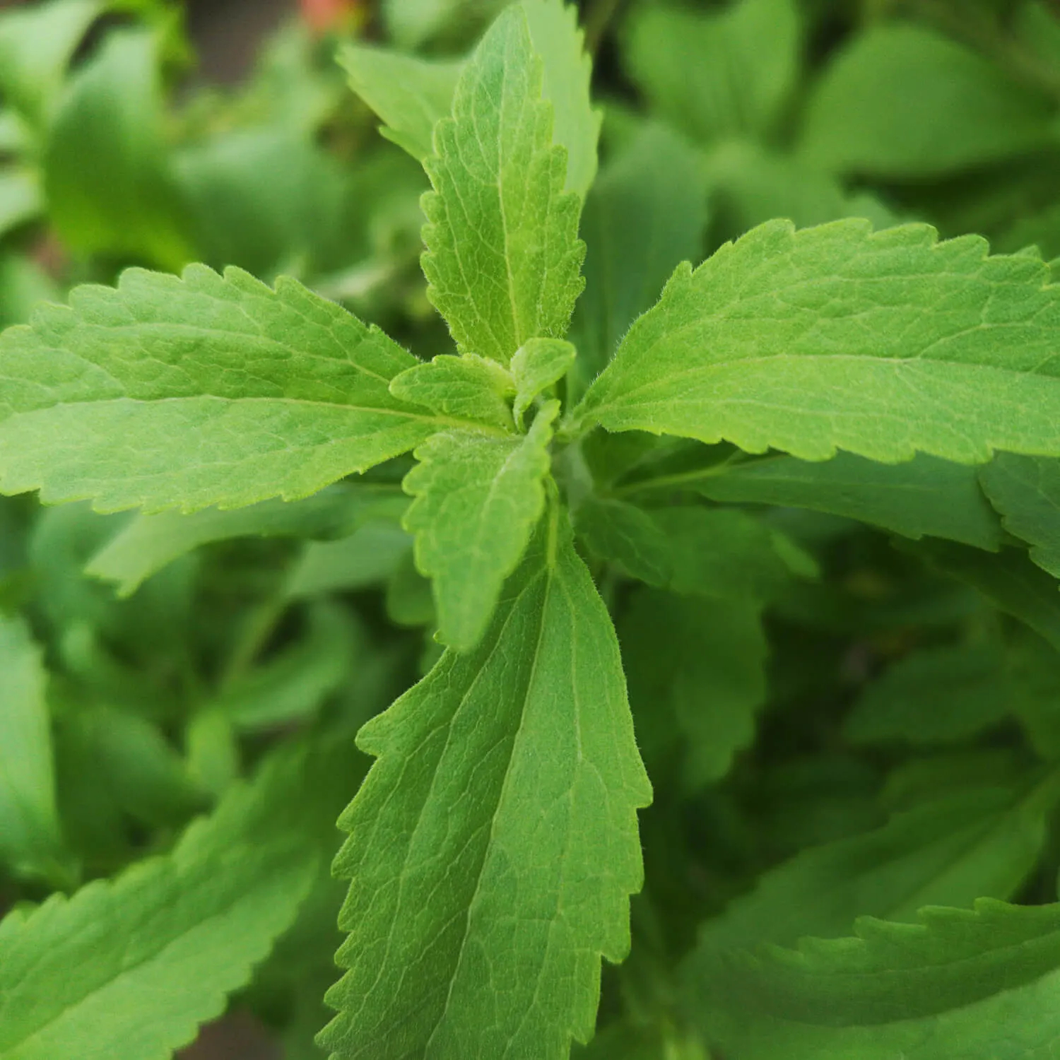 Correctly dosing sweeteners from the Stevia plant