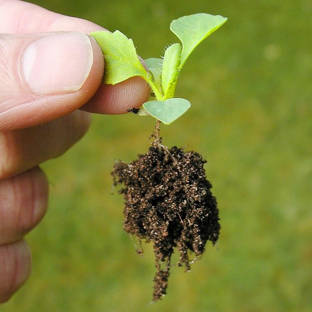 Kleiner Setzling der Stevia Pflanze