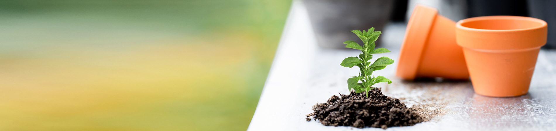 Coltivare la Stevia - coltivazione, cura, raccolta e uso...