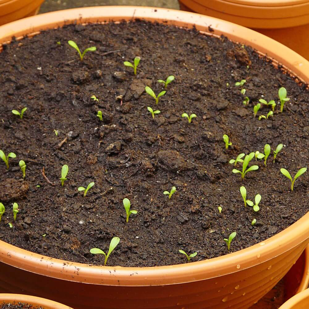 Small Stevia seedlings in a pot.
