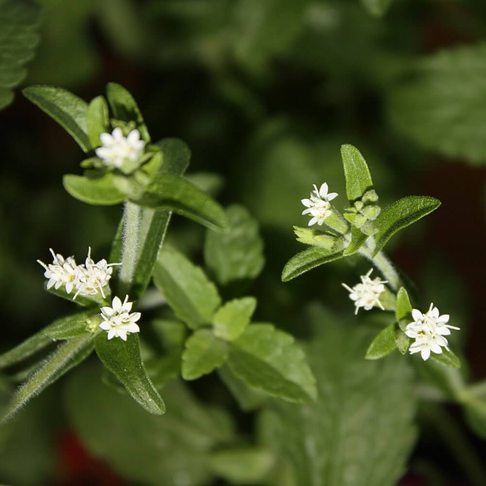 Hermosas flores blancas de la planta de Stevia