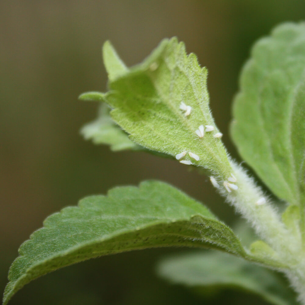 Plagas y enfermedades de la planta de Stevia con infestación de mosca blanca.