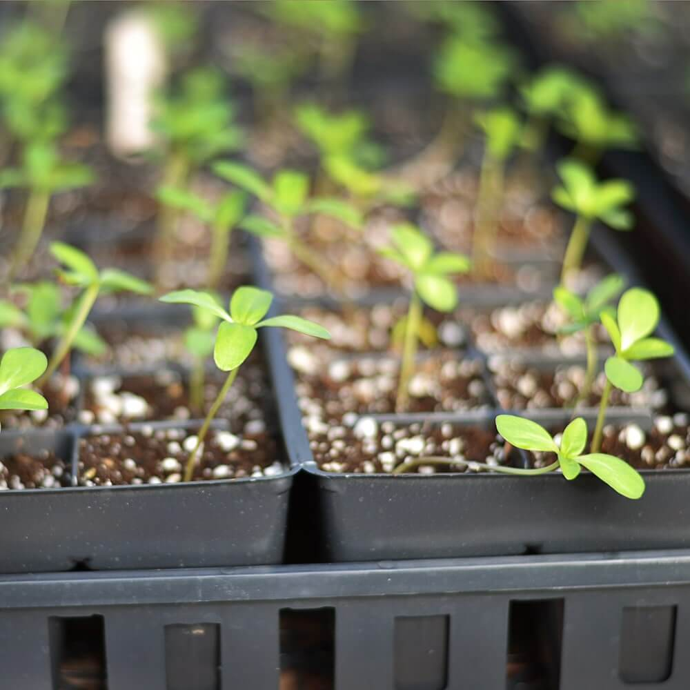 Cultivo de Stevia a partir de semillas | Cómo funciona