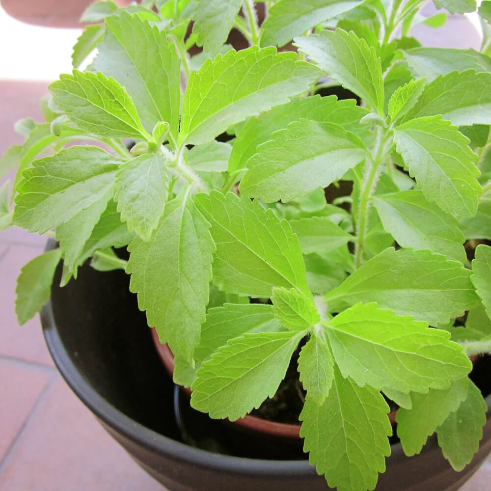 Planta joven de Stevia en una maceta