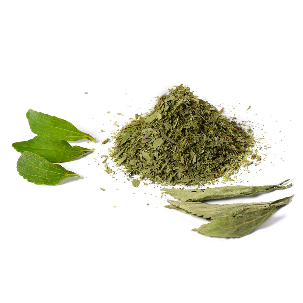 Die Ernte der Stevia Blätter