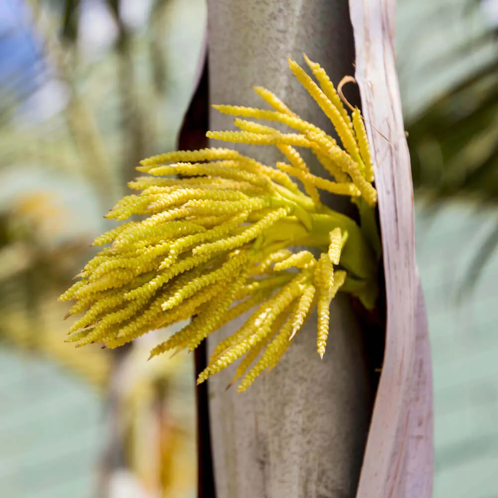 Flor de coco de la que se extrae el azúcar de flor de coco