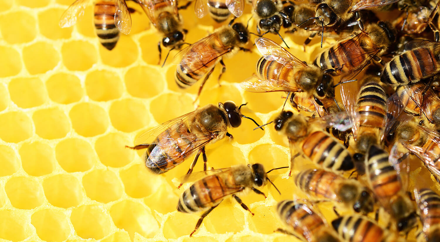 Honingraat van de honingbijen gemaakt van bijenwas.