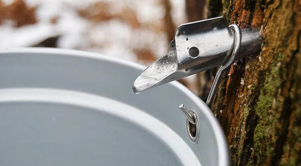 The production of maple syrup - How it is obtained