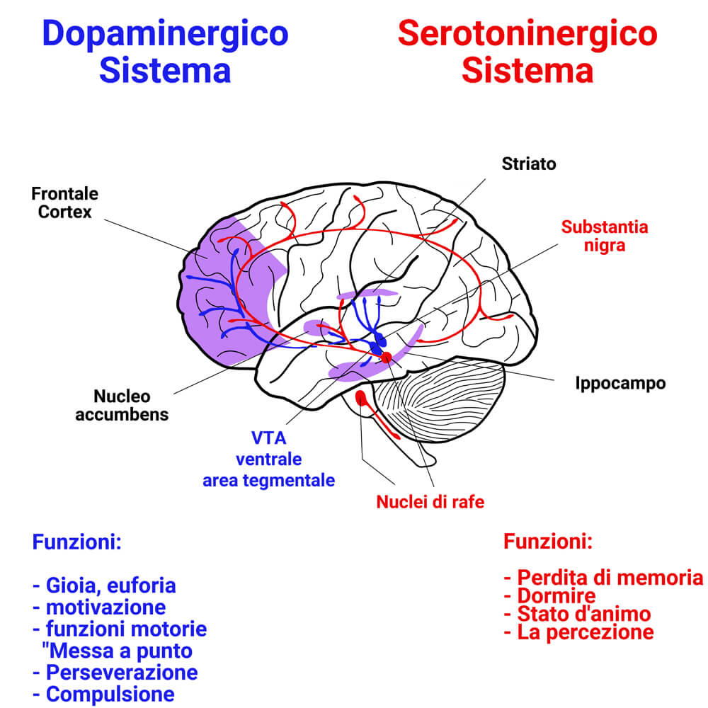 Rappresentazione della serotonina e della dopamina nel cervello