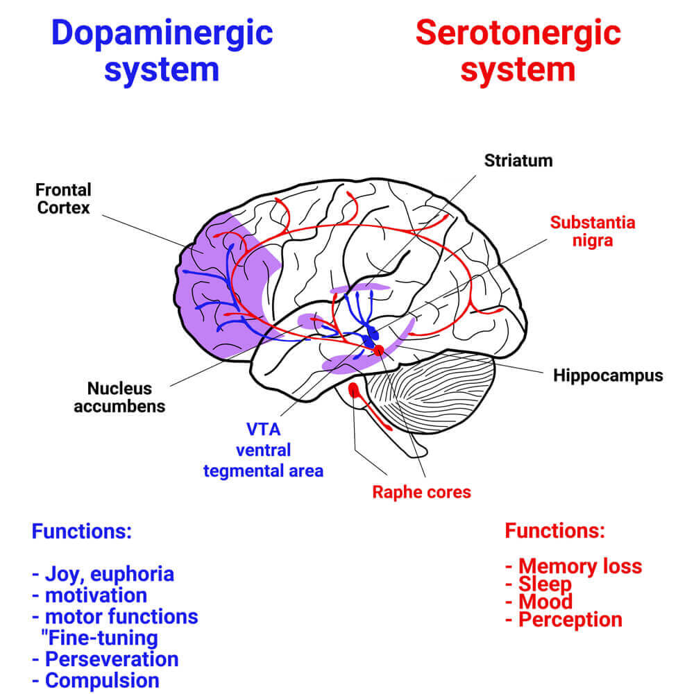 Serotonin and dopamine representation in the brain