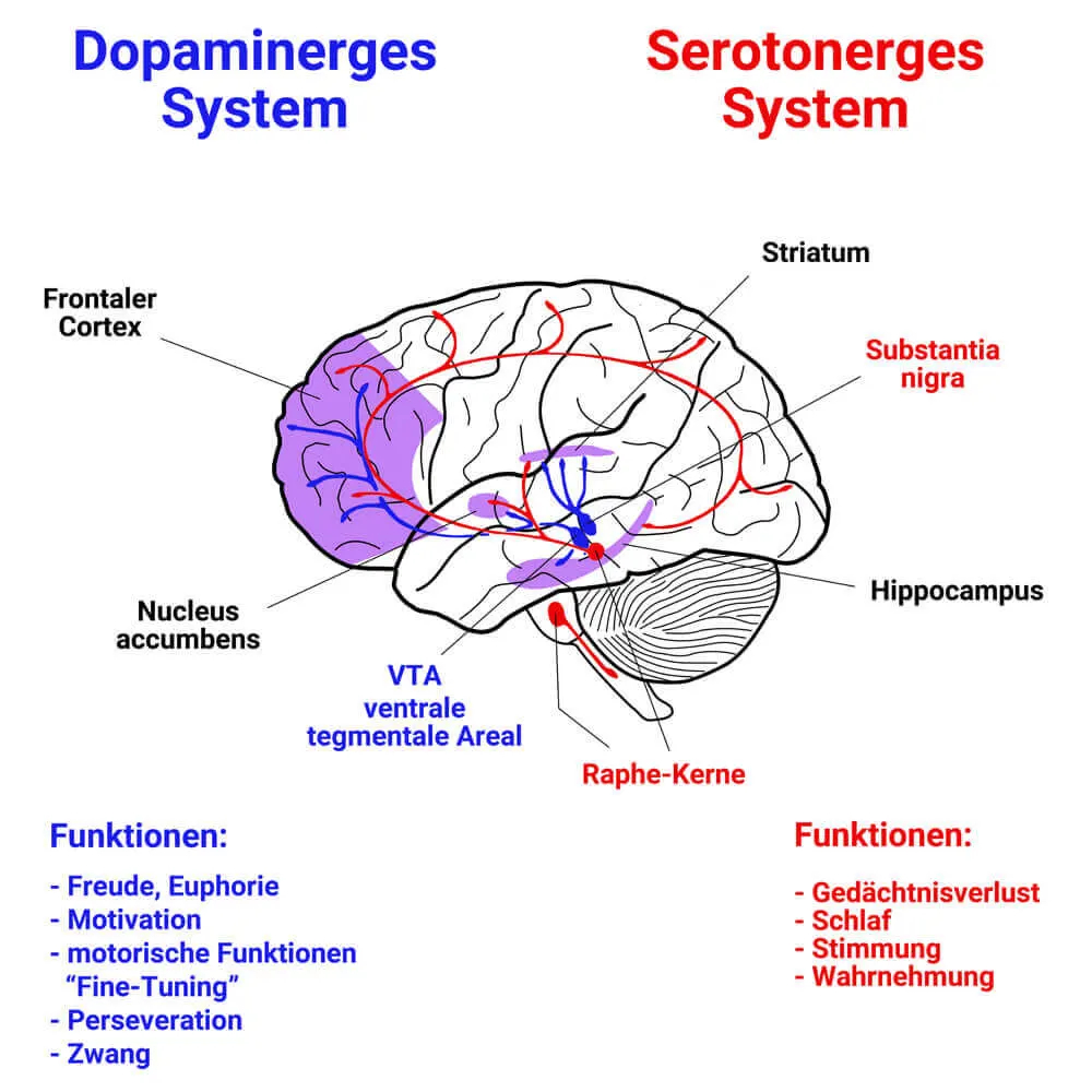 Serotonin und Dopamin Darstellung im Gehirn