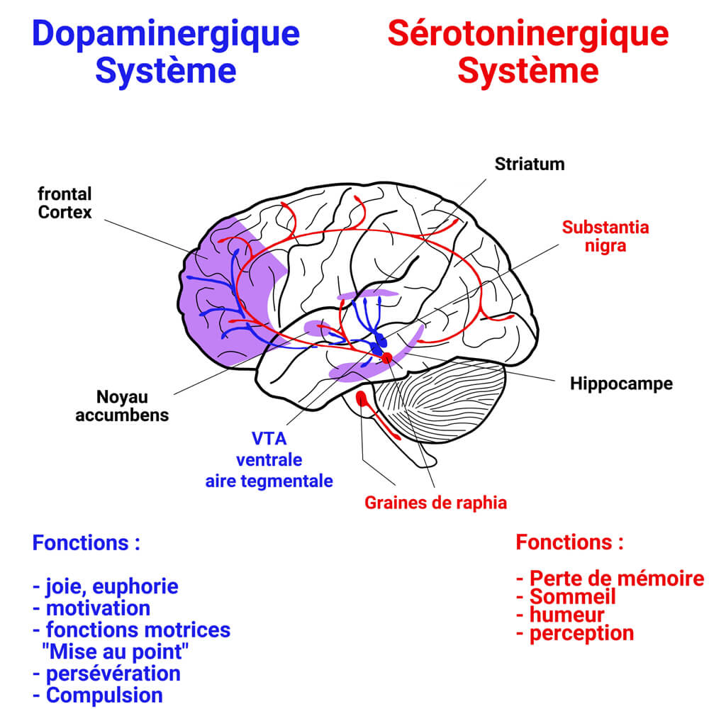 Sérotonine et dopamine Représentation dans le cerveau