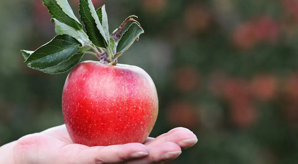 Apfelpektin gilt als besonderer Helfer beim Abnehmen, da die natürlichen Ballaststoffe das Sättigungsgefühl länger fördern.