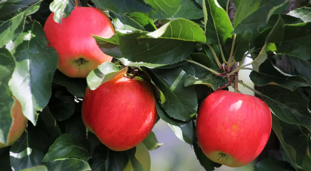 What is apple pectin good for?