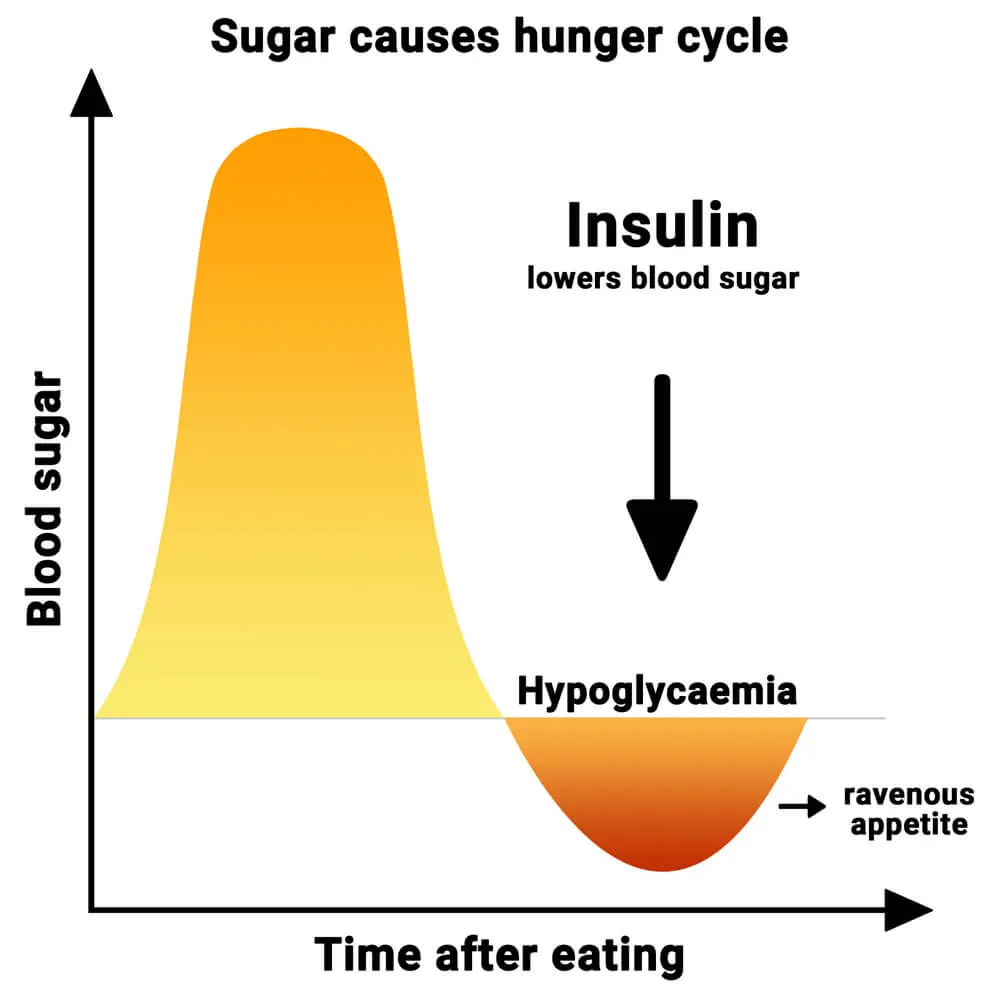 Sugar creates a hunger cycle. Hunger metabolism and the effect on the body.