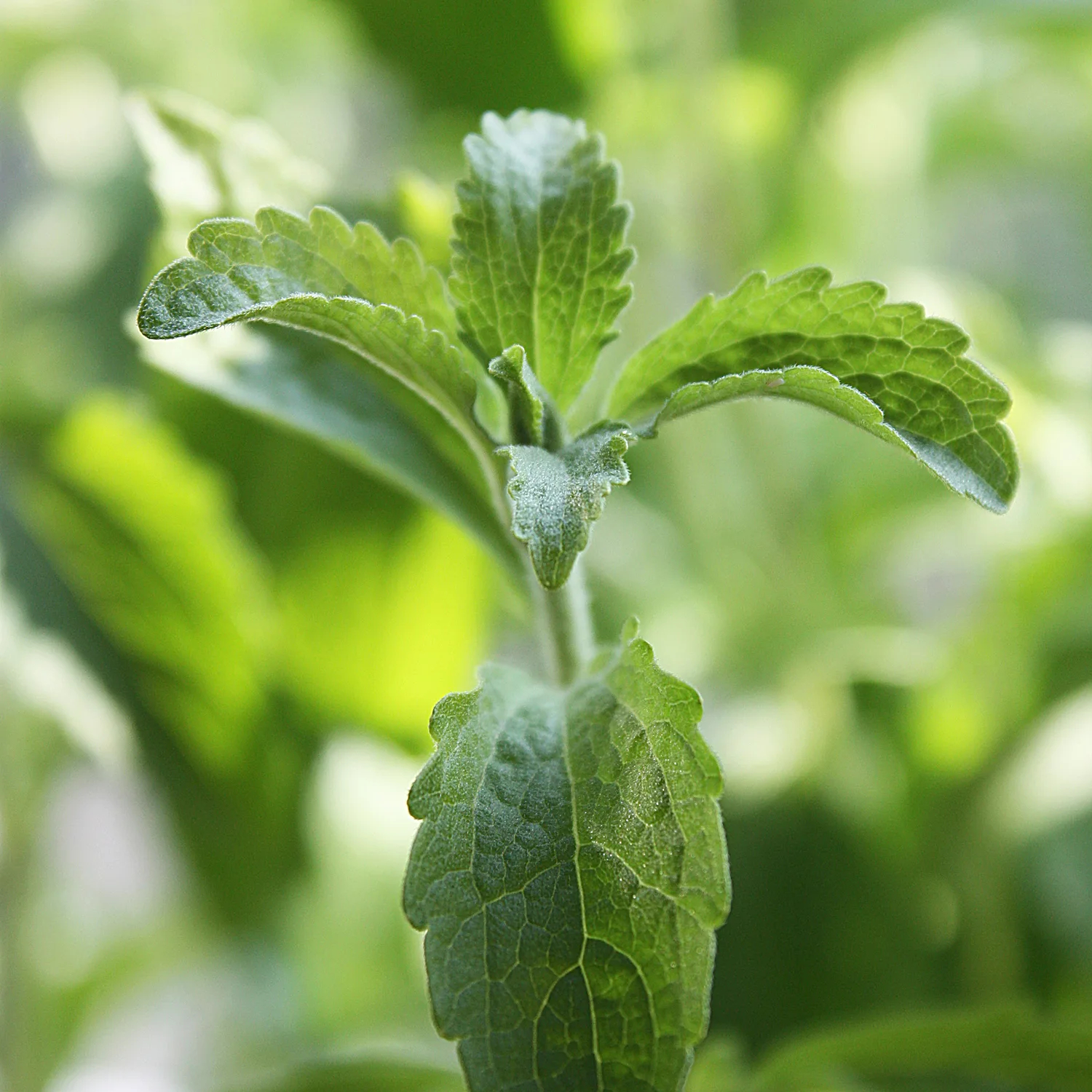 Comprar Stevia - O que é uma planta de Stevia?