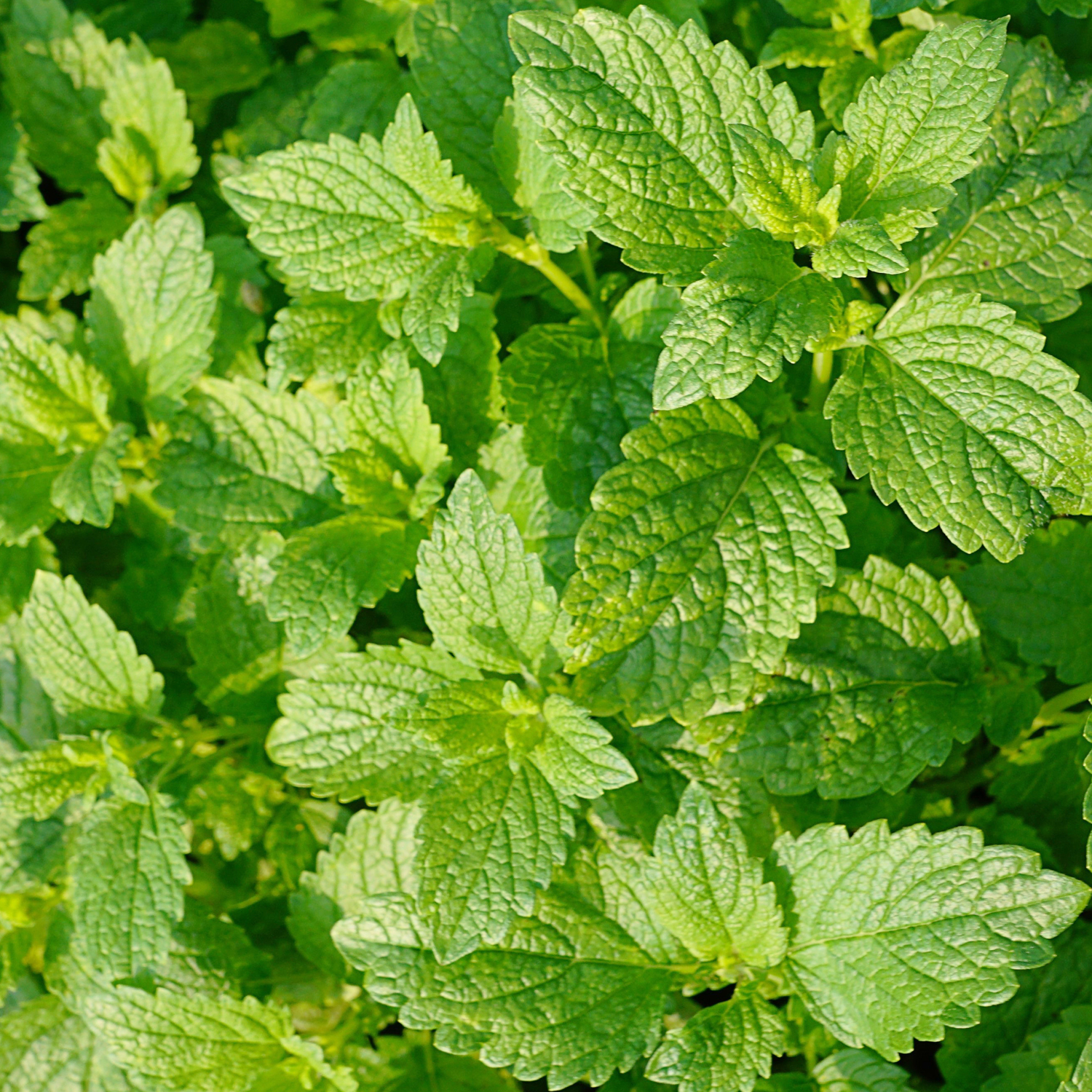 Aceite de hojas de Mentha Viridis