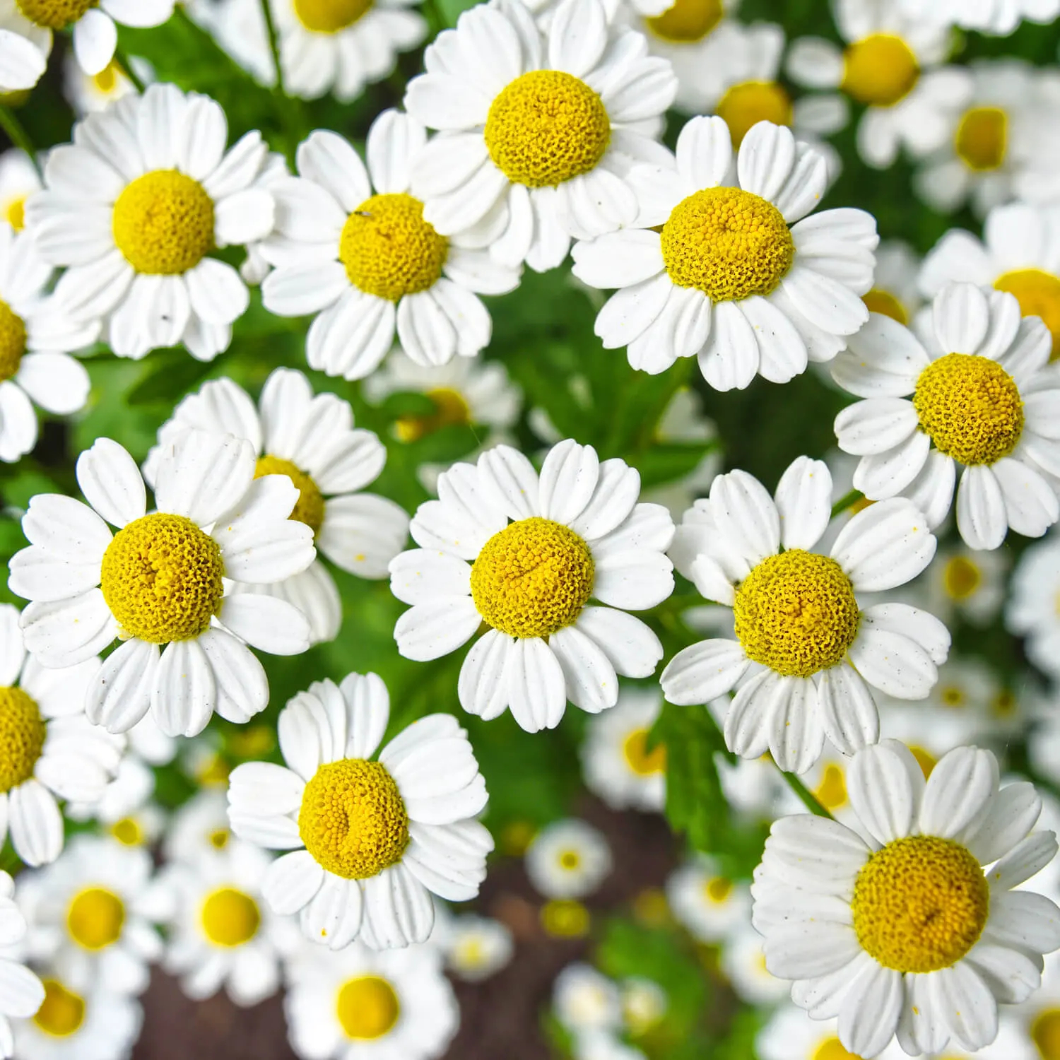 Chamomilla Recutita - Real Chamomile Extract