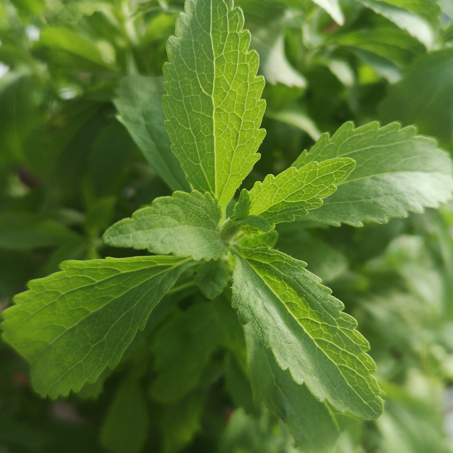 Stevia rebaudiana - extrato de folhas da planta Stevia