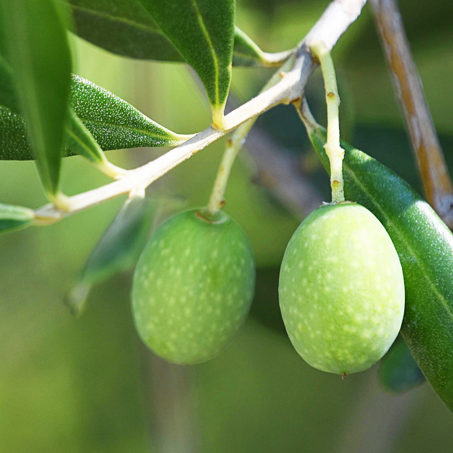 Olea Europaea - Extracto de hoja de olivo