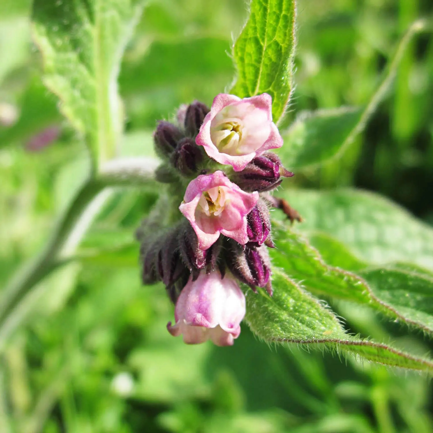 Symphytum Officinale - Comfrey Root Extract