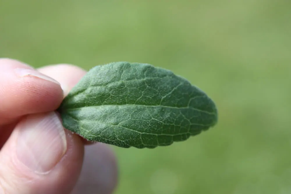 Das Stevia Blatt der Stevia Pflanze