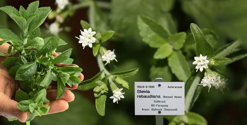 Die weißen Blüten der Stevia Pflanze