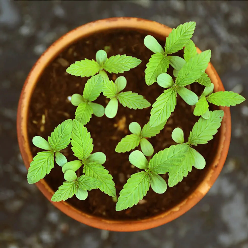 Pequenas plantas de Stevia picadas após a sementeira num vaso